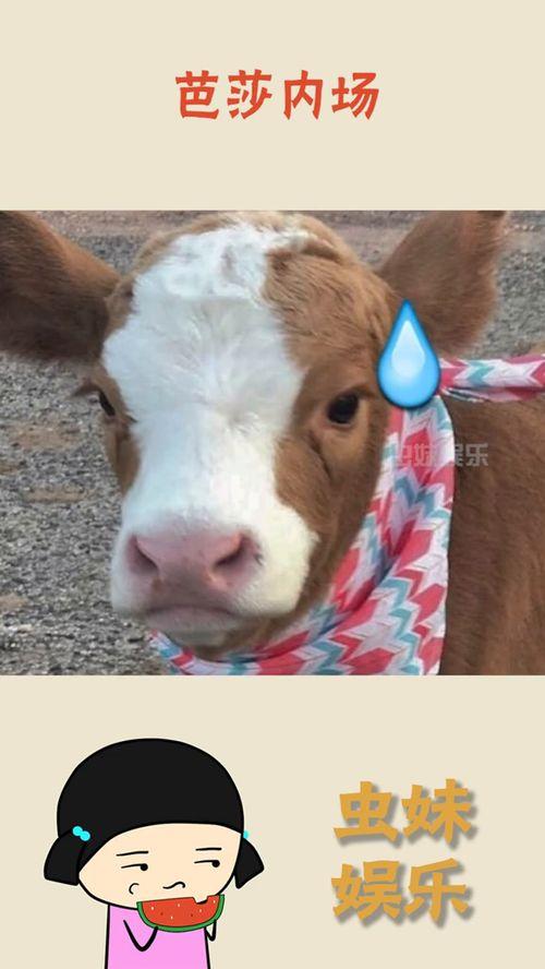 娱乐吃瓜酱讲外婆养大的羊羊,羊羊的成长传奇